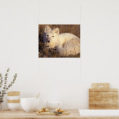 Arktischer Fuchs, Alopex lagopus, Fell, der von 2 Poster (Küche)
