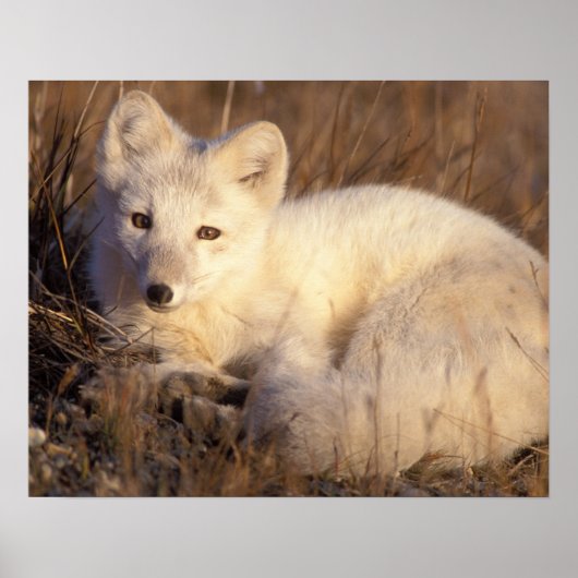 Arktischer Fuchs, Alopex lagopus, Fell, der von 2 Poster (Vorne)