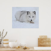 Arktischer Fuchs im Schnee Poster (Küche)