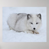 Arktischer Fuchs im Schnee Poster (Vorne)