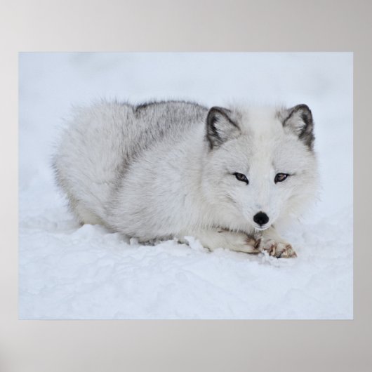 Arktischer Fuchs im Schnee Poster (Vorne)