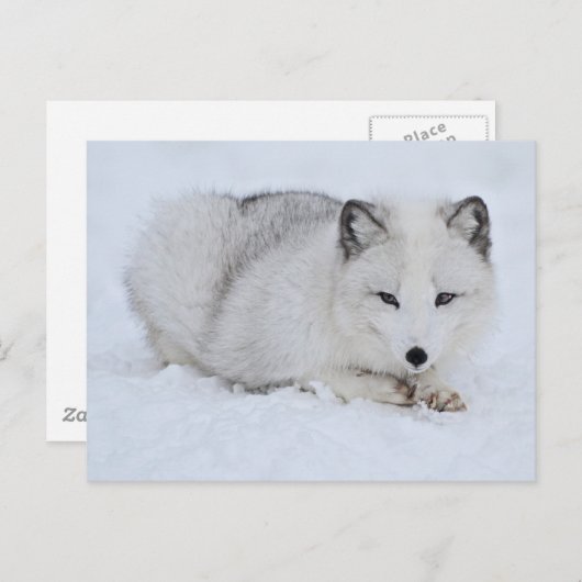 Arktischer Fuchs im Schnee Postkarte (Vorne/Hinten)