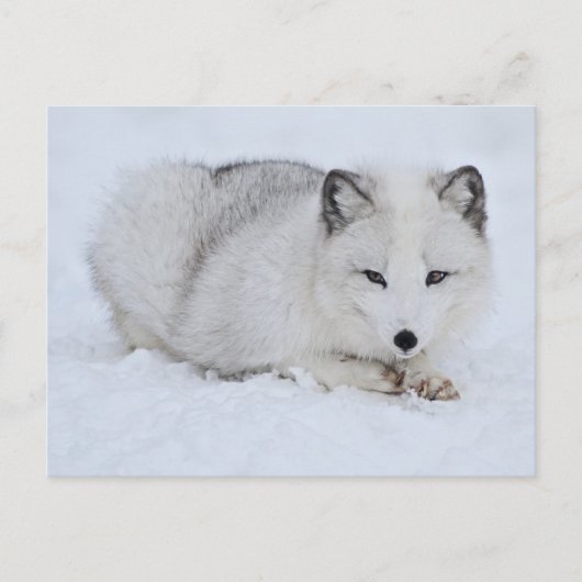 Arktischer Fuchs im Schnee Postkarte (Vorderseite)