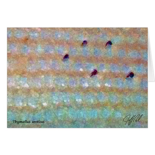Arktischer Grayling - Karte (Vorderseite (Horizontal))
