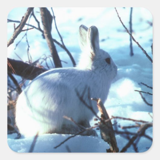 Arktischer Hase im Schnee Quadratischer Aufkleber (Vorderseite)