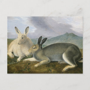 Arktischer Hase von John James Audubon Postkarte