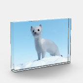Arktischer Wiesel Charme Fotoblock (Links)