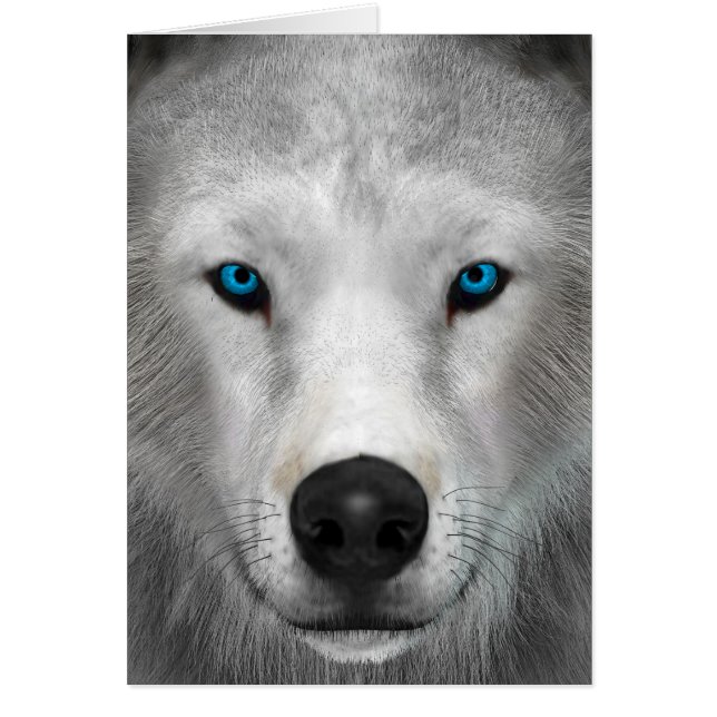 Arktischer Wolf (Vorne)