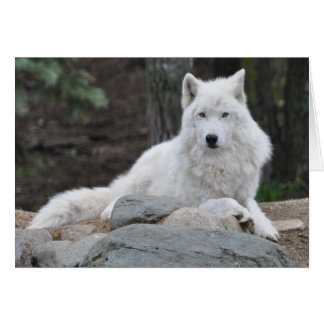 Arktischer Wolf