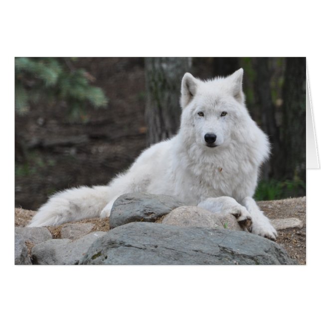 Arktischer Wolf (Vorderseite (Horizontal))