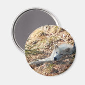 Arktischer Wolf #2 Magnet (Vorderseite/Rückseite)