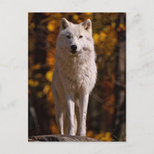 Arktischer Wolf auf Rock Feiertagspostkarte