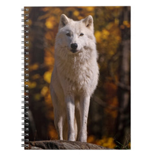 Arktischer Wolf auf Rock Notizblock