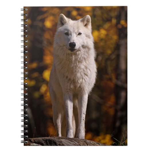 Arktischer Wolf auf Rock Notizblock (Vorderseite)