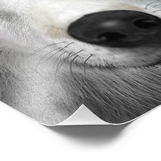 Arktischer Wolf Fotodruck (Ecke)