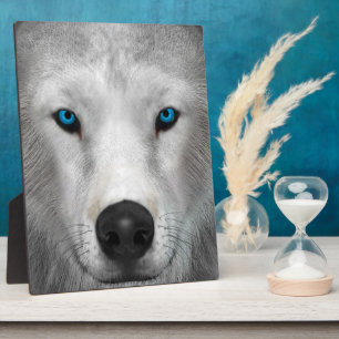 Arktischer Wolf Fotoplatte