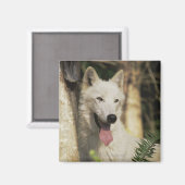 Arktischer Wolf im Wald Magnet (Vorderseite/Rückseite)