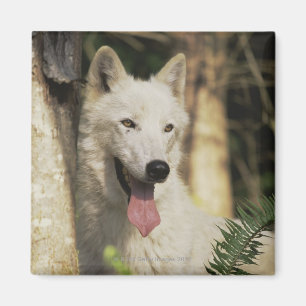 Arktischer Wolf im Wald Magnet
