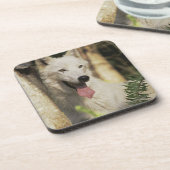 Arktischer Wolf im Wald Untersetzer (Linke Seite)