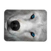 Arktischer Wolf Magnet (Horizontal)