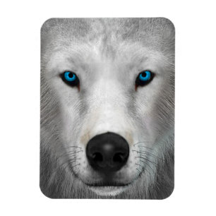 Arktischer Wolf Magnet