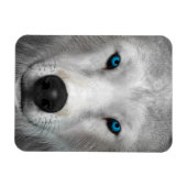Arktischer Wolf Magnet (Horizontal)