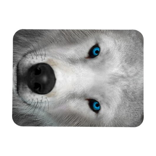 Arktischer Wolf Magnet (Horizontal)