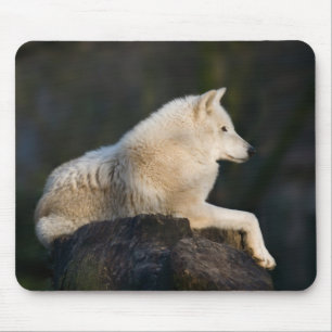 Arktischer Wolf Mousepad