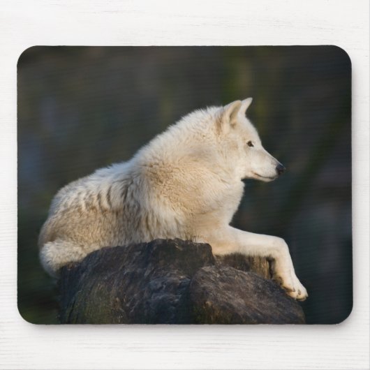 Arktischer Wolf Mousepad (Vorne)