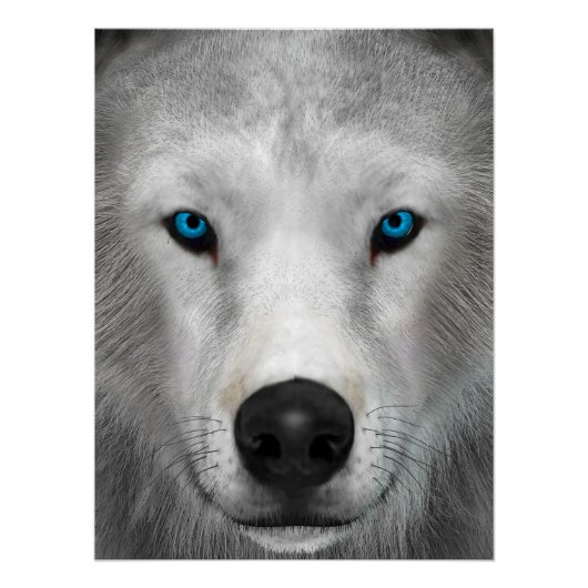 Arktischer Wolf Poster (Vorderseite)