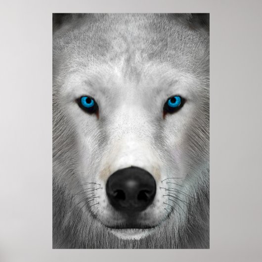 Arktischer Wolf Poster (Vorne)