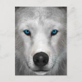 Arktischer Wolf Postkarte (Vorderseite)