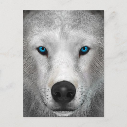 Arktischer Wolf Postkarte (Vorderseite)