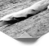 Arktischer Wolf - Weißwolf Poster (Ecke)