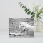 Arktischer Wolf - Weißwolf Postkarte (Stehend Vorderseite)