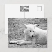 Arktischer Wolf - Weißwolf Postkarte (Vorne/Hinten)