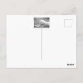 Arktischer Wolf - Weißwolf Postkarte (Rückseite)
