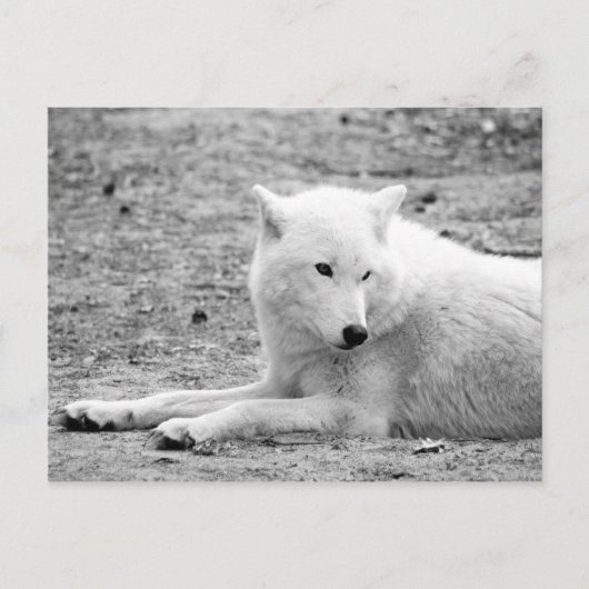 Arktischer Wolf - Weißwolf Postkarte (Vorderseite)