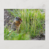 Arktisches Erdhörnchen in Kanada Postkarte (Vorderseite)