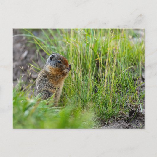 Arktisches Erdhörnchen in Kanada Postkarte (Vorderseite)