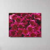 Arktisches Foto für Lila Steinbrech-Blume Leinwanddruck (Vorderseite)