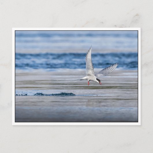 Arktisches Foto Postkarte (Vorderseite)