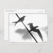 Arktisches Foto Postkarte (Vorne/Hinten)