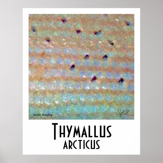 Arktisches Grayling-Poster Poster (Vorne)