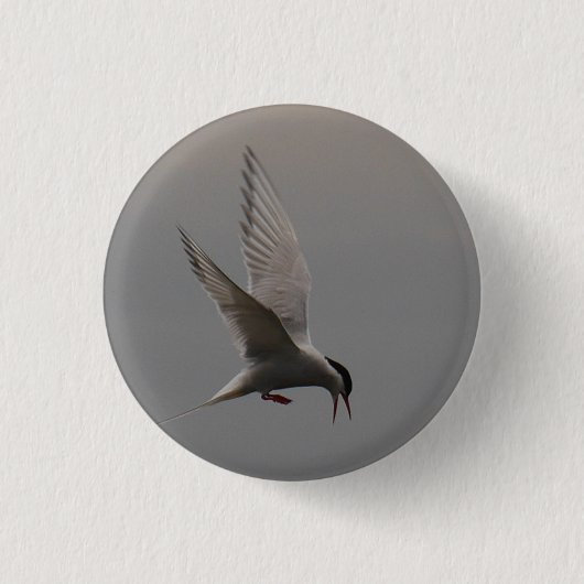 Arktisches Tern-Abzeichen Button (Vorderseite)