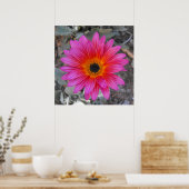 Arktotis - Afrikanische Daisy Poster (Küche)