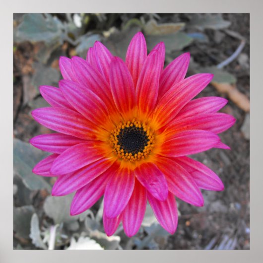 Arktotis - Afrikanische Daisy Poster (Vorne)