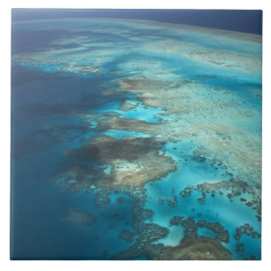 Arlington Reef, Great Barrier Reef Marine Park, Fliese
