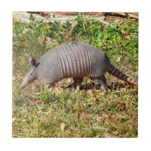 Armadillo Fliese