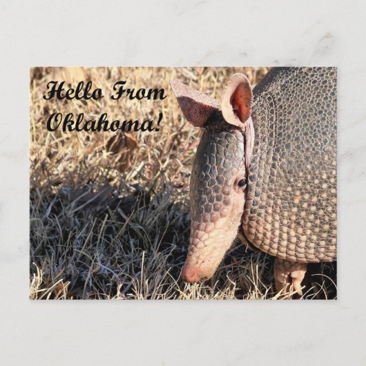 Armadillo Hello From Oklahoma Post Card Postkarte (Vorderseite)